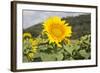 Sunflower-Lynn M^ Stone-Framed Photographic Print