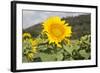 Sunflower-Lynn M^ Stone-Framed Photographic Print