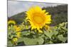 Sunflower-Lynn M^ Stone-Mounted Photographic Print