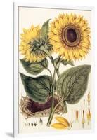 Sunflower-John Miller-Framed Giclee Print