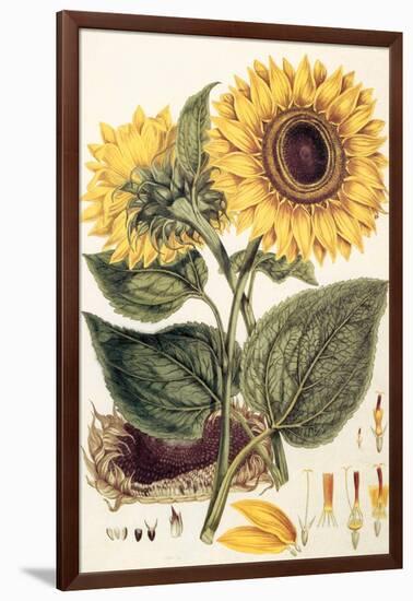 Sunflower-John Miller-Framed Giclee Print