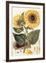 Sunflower-John Miller-Framed Premium Giclee Print