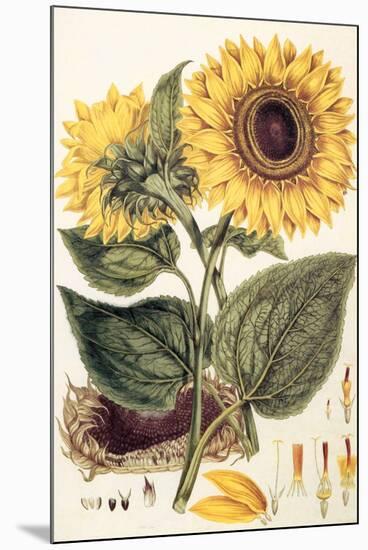 Sunflower-John Miller-Mounted Premium Giclee Print