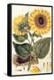 Sunflower-John Miller-Framed Stretched Canvas