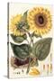Sunflower-John Miller-Stretched Canvas