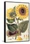 Sunflower-John Miller-Framed Stretched Canvas