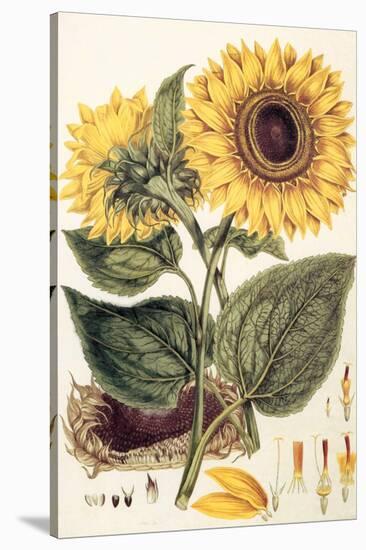 Sunflower-John Miller-Stretched Canvas