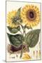 Sunflower-John Miller-Mounted Giclee Print