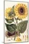 Sunflower-John Miller-Mounted Giclee Print