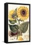 Sunflower-John Miller-Framed Stretched Canvas