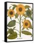 Sunflower-Besler Basilius-Framed Stretched Canvas