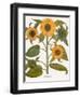 Sunflower-Besler Basilius-Framed Giclee Print