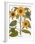 Sunflower-Besler Basilius-Framed Giclee Print