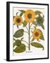 Sunflower-Besler Basilius-Framed Giclee Print