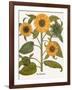 Sunflower-Besler Basilius-Framed Giclee Print