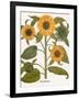 Sunflower-Besler Basilius-Framed Giclee Print