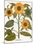 Sunflower-Besler Basilius-Mounted Giclee Print
