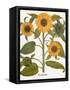 Sunflower-Besler Basilius-Framed Stretched Canvas