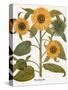 Sunflower-Besler Basilius-Stretched Canvas