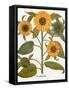 Sunflower-Besler Basilius-Framed Stretched Canvas