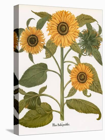 Sunflower-Besler Basilius-Stretched Canvas