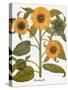 Sunflower-Besler Basilius-Stretched Canvas