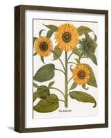 Sunflower-Besler Basilius-Framed Giclee Print