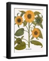 Sunflower-Besler Basilius-Framed Giclee Print