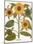 Sunflower-Besler Basilius-Mounted Giclee Print