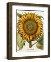 Sunflower-Besler Basilius-Framed Premium Giclee Print