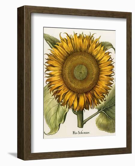 Sunflower-Besler Basilius-Framed Premium Giclee Print
