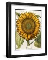 Sunflower-Besler Basilius-Framed Premium Giclee Print