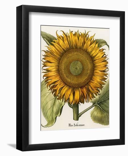 Sunflower-Besler Basilius-Framed Premium Giclee Print