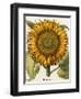 Sunflower-Besler Basilius-Framed Premium Giclee Print