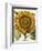 Sunflower-Besler Basilius-Framed Premium Giclee Print