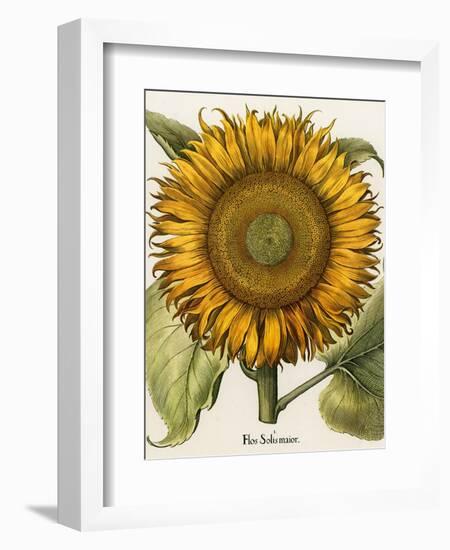 Sunflower-Besler Basilius-Framed Premium Giclee Print