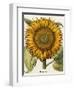 Sunflower-Besler Basilius-Framed Premium Giclee Print