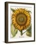 Sunflower-Besler Basilius-Framed Giclee Print