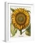 Sunflower-Besler Basilius-Framed Giclee Print