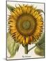 Sunflower-Besler Basilius-Mounted Giclee Print