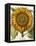 Sunflower-Besler Basilius-Framed Stretched Canvas