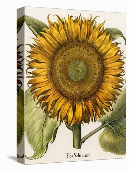 Sunflower-Besler Basilius-Stretched Canvas