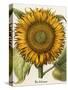 Sunflower-Besler Basilius-Stretched Canvas