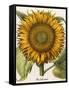 Sunflower-Besler Basilius-Framed Stretched Canvas