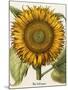 Sunflower-Besler Basilius-Mounted Giclee Print