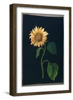 Sunflower-Mary Granville Delany-Framed Giclee Print