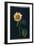 Sunflower-Mary Granville Delany-Framed Giclee Print