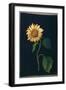 Sunflower-Mary Granville Delany-Framed Giclee Print