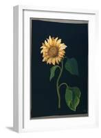 Sunflower-Mary Granville Delany-Framed Giclee Print