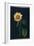 Sunflower-Mary Granville Delany-Framed Giclee Print